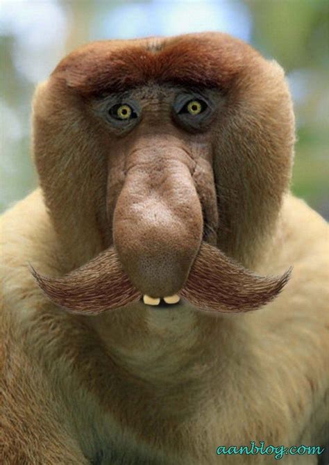 Monkey-Beard Funny Animal Picture MY NEW PET......DADDY'S PRIDE AND JOY>>SMASHING! | Funny Stuff ...