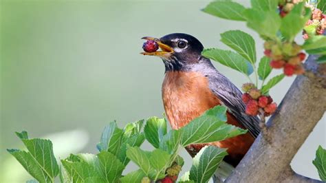 A Complete Guide On Feeding Any Type Of Robin Bird - SongbirdHub