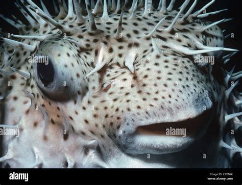 White spotted pufferfish inflated hi-res stock photography and images ...