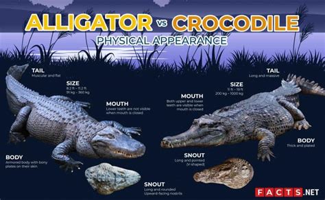 Alligator VS Crocodile: What's The Difference? - Facts.net