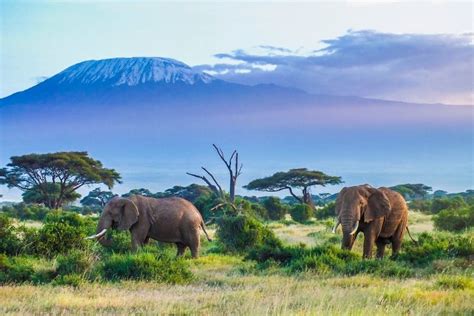 Why You Should Visit Kilimanjaro National Park + All You Need to Know - My Flying Leap