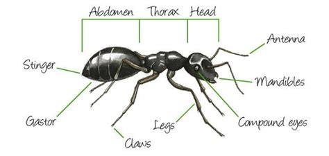 Thorax, Ants, Ant life cycle