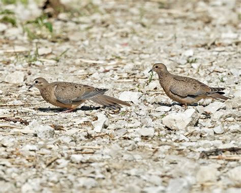 What are these Doves? - Help Me Identify a North American Bird ...