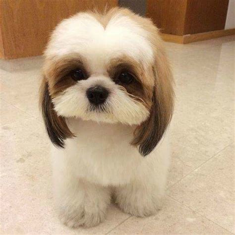 Beyond The Puppy Cut: Shih Tzu Hair Styles – iHeartDogs.com