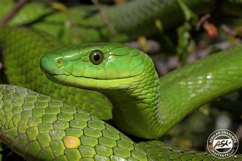 Green Mamba Snake Bite