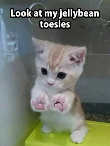 Wholesome Collection of Adorable Kitten Memes | Kittens cutest, Baby ...