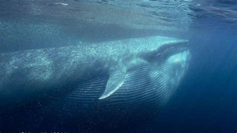 Local photographer Jerry Allen captured this image of a blue whale feeding at Nine Mile Bank off ...