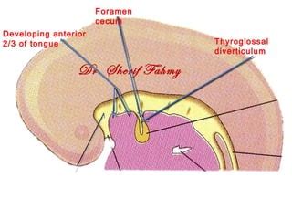 Foramen Cecum Embryology