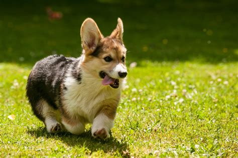 File:Pembroke Welsh Corgi Puppy.jpg - Wikimedia Commons