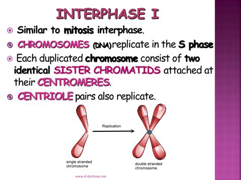 Reduction-Division - Presentation Biology