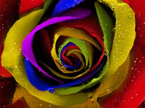 Rainbow Roses - Wallpaper, High Definition, High Quality, Widescreen