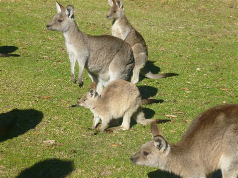 Baby Kangaroo Wallpaper - WallpaperSafari