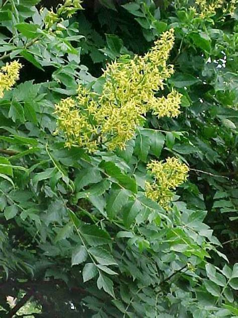 Koelreuteria paniculata | Kiefer Nursery: Trees, Shrubs, Perennials