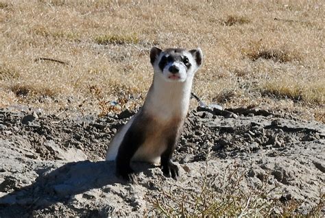 30 endangered black-footed ferrets released into wild | FOX21 News Colorado