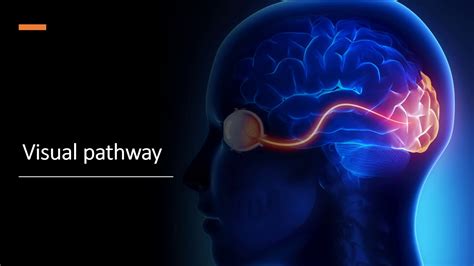 Structure Of Visual Pathway