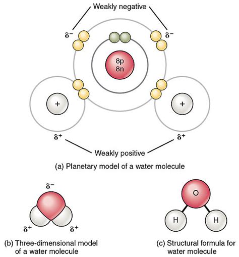 Describe Polar Covalent Bonds Using Water as an Example