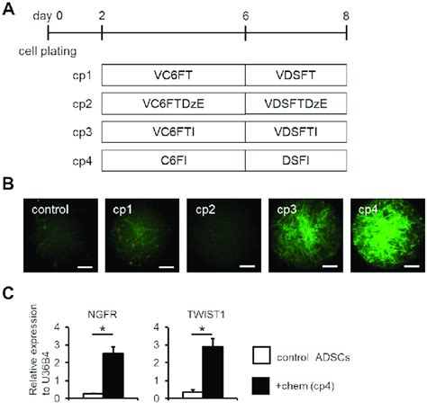 Neural crest cell induction of human ADSCs. (A) Schematic of the small ...