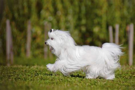 What Health Problems Are Common in Maltese Dogs? | Cuteness