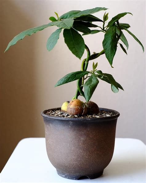 Cute, rare avocado bonsai | Bonsai tree care, Avocado plant, Indoor avocado tree