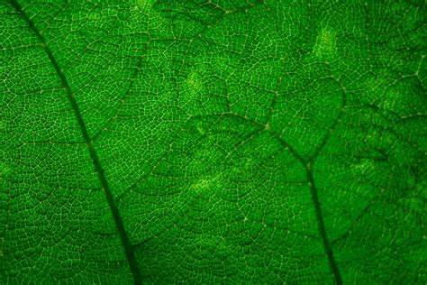 Free photo: Green leaf texture - Backdrop, Home, Texture - Free Download - Jooinn