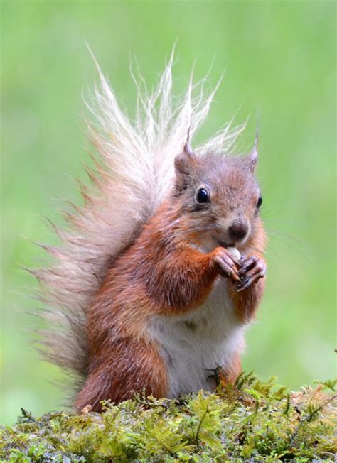 Red squirrel (2) - f4 Inspirational Images