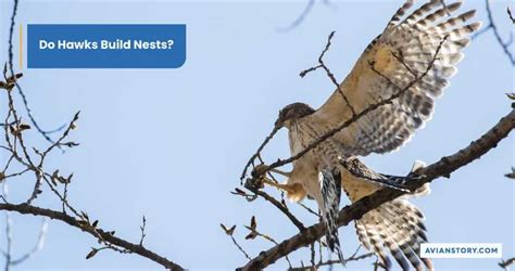 Hawks Nesting: What Does It Look Like?