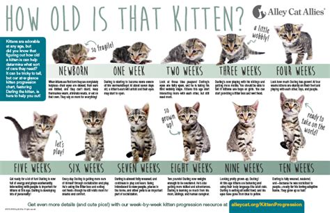 Newborn Kitten Progression & Cat Age Chart with Pictures | Alley Cat Allies