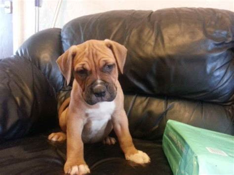 American Bulldog Mastiff Mix Puppies For Sale | PETSIDI