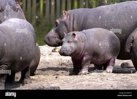 Young animals at the West Midlands Safari Park at Bewdley take a bow in ...