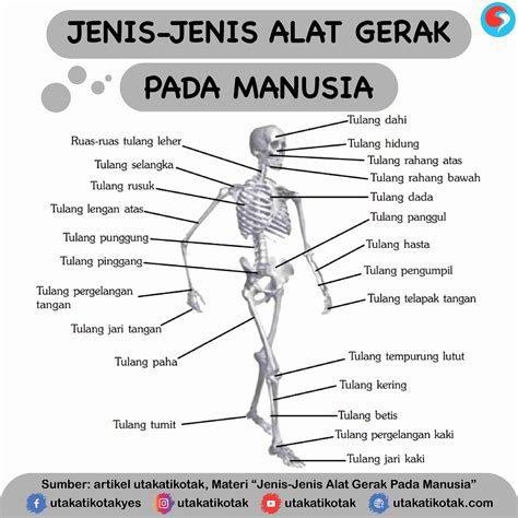 Jenis-jenis Sistem Gerak Pada Manusia - UtakAtikOtak.com