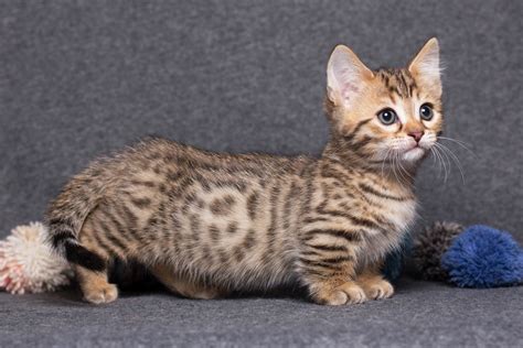 Before you bring a munchkin cat home, learn these facts | PawTracks