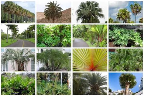 30 Types of Florida Palm Trees (Includes Native & Small)