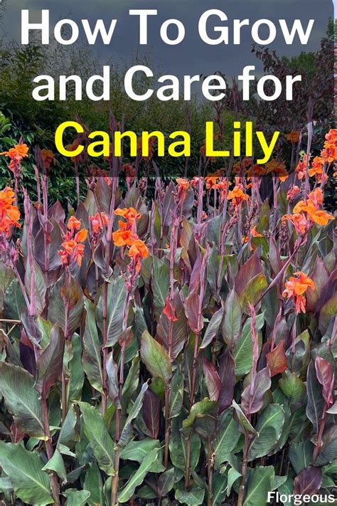 Canna Lily Plant Canna Lily Garden, Lilly Garden, Canna Lily Landscaping, Landscaping & Garden ...