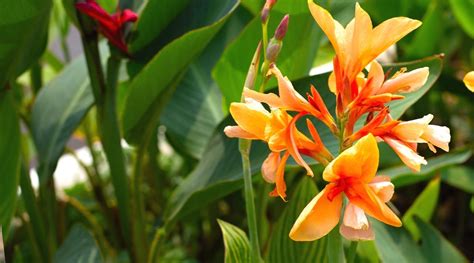 Canna Lily Varieties: 33 Different Types of Canna Lilies