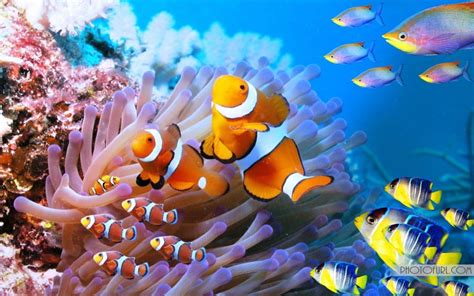 🔥 [50+] Sea Creatures Wallpapers | WallpaperSafari