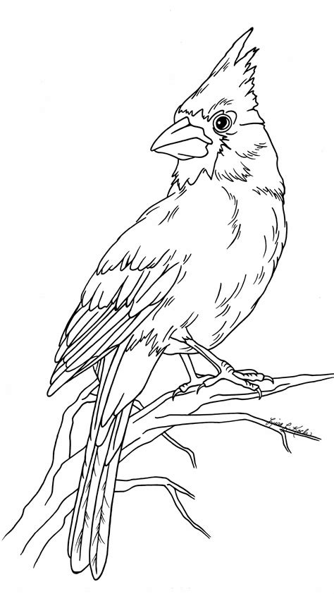 Christmas Cardinal Coloring Page