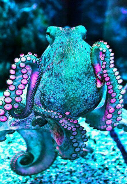 Most species of octopus can change their body color to hide in it's environment, but what most ...