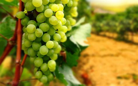 Green Grapes Hd Wallpaper