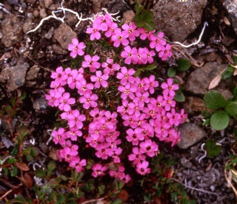 Arctic Tundra Plants with Names | Tundra Plants | Plants, Arctic tundra, Tundra