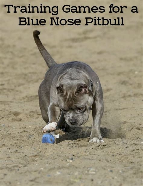 Training games for a blue nose pitbull – Artofit