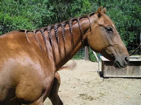 Why Braiding Horse Hair Is Beneficial to Their Health