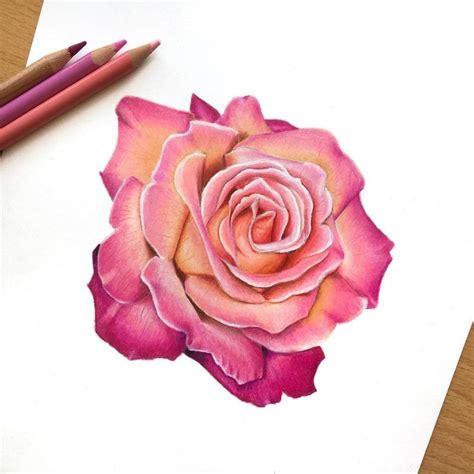 Fine colored rose sketching with pink petal, How to draw using pencil color. | Rose drawing ...