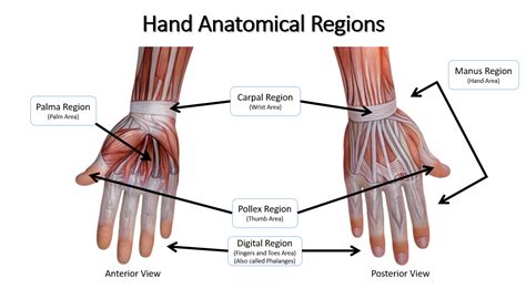 Digital Anatomy Definition - Anatomical Charts & Posters