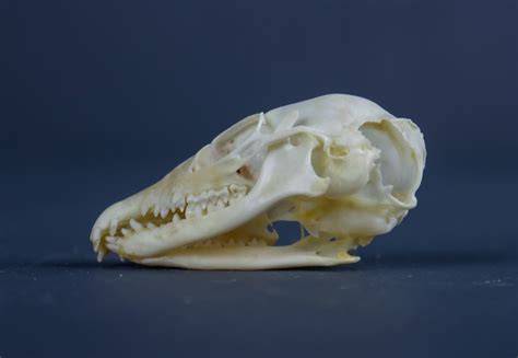 Common Tree Shrew Skull AHS376 | Antlers Horns and Skulls