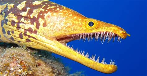 10 Deep Sea Creatures: Discover the Rarest Scariest Animals Beneath the Seas! - AZ Animals