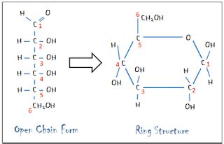 CARBOHYDRATES - Monosaccharides