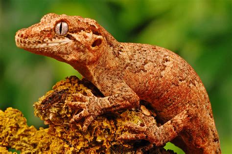 13 Rare and Endangered Types of Lizards