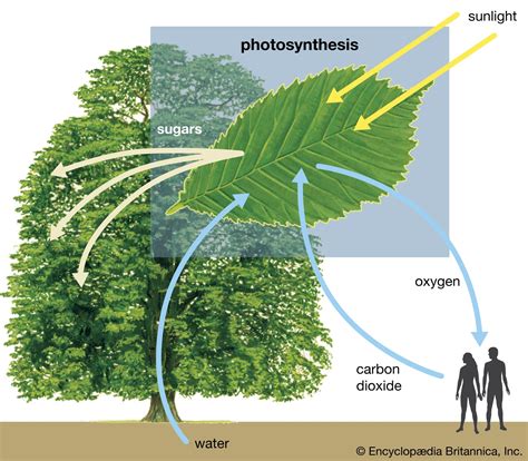 Types of Green Plants Photosynthesis | Foliar Garden