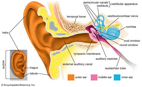 External Ear Diagram Labeled