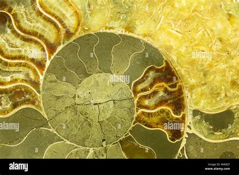 Great ammonite shell viewed in section, revealing the internal chambers and septa. Large ...